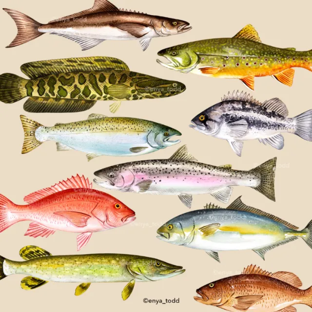 Detailed illustration of ten different colorful fish species