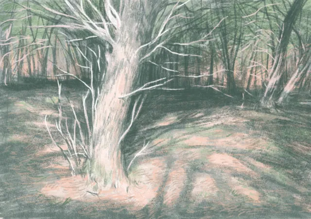 Illustration of a white tree in a shaded forest with background trees