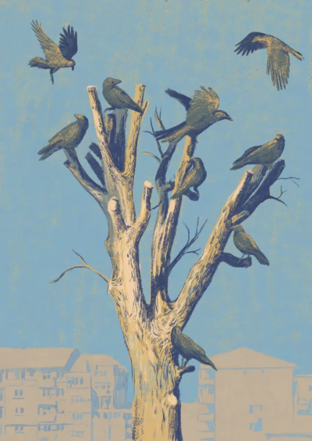 Vultures perched and flying around a bare tree in an urban area