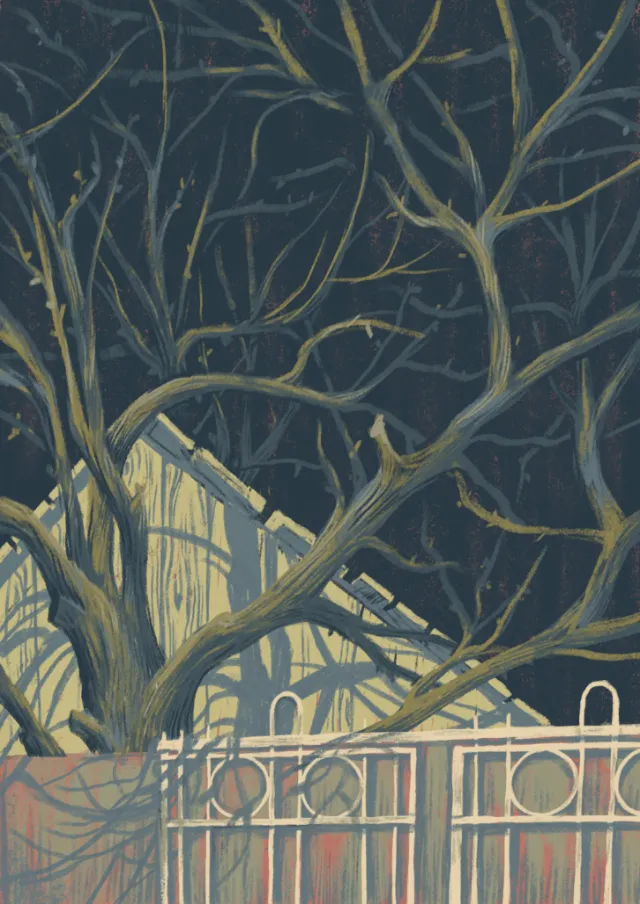 Tree with twisted branches and fence in front of house at night