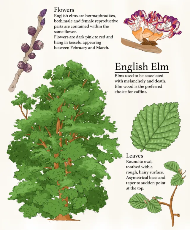 Elm tree folklore and nature drawing for educational use