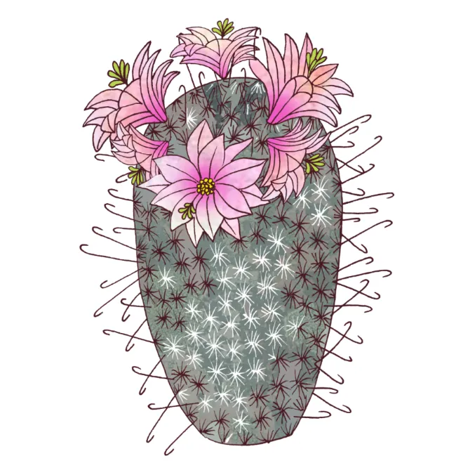 Tall cactus with spines and pink flowers blooming on top