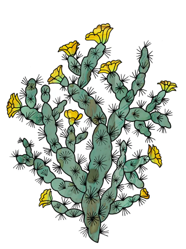Flowering prickly pear cactus with yellow flowers and green pads