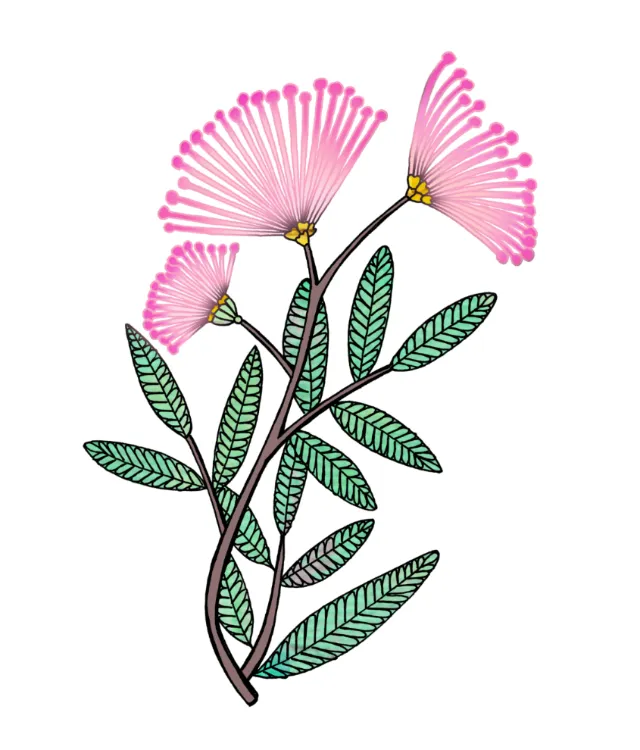 Pink powder puff flowers with green leaves on a branch illustration
