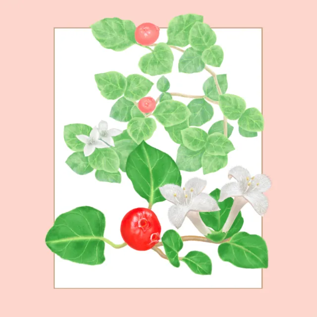 Illustration of partridgeberry plant with green leaves, white flowers, and red berries