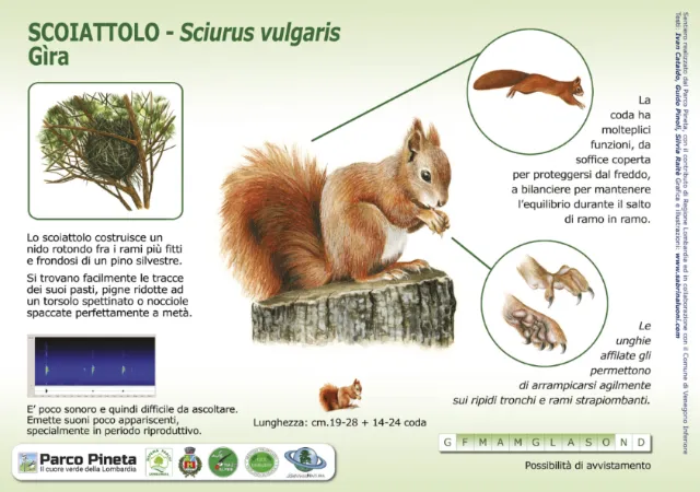 Detailed infographic of a red squirrel with labeled anatomy and habitat info