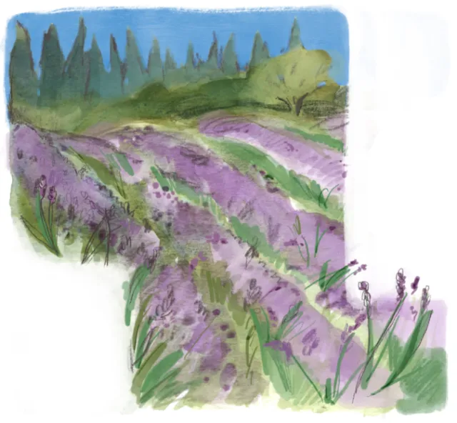 Watercolor painting of lavender field under a blue sky by Briana Kranz