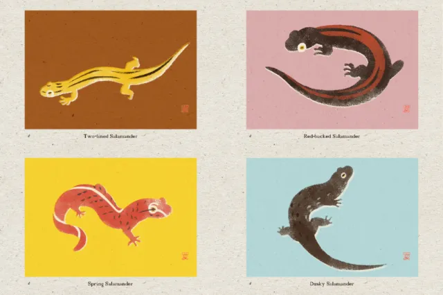 Hand-cut stencil illustration of four distinct salamanders by Mayuko Fujino