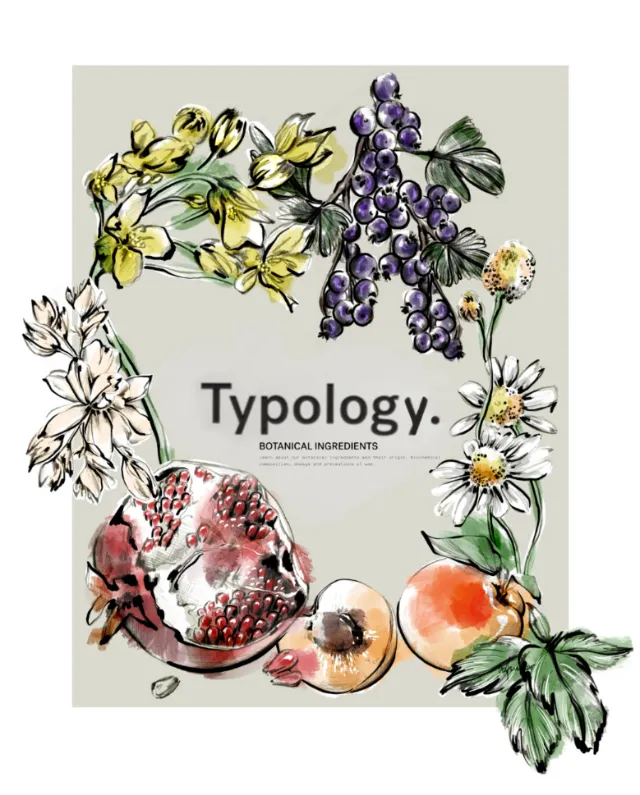 Botanical illustration of pomegranate, grapes, peaches, and flowers by Elly Azizian