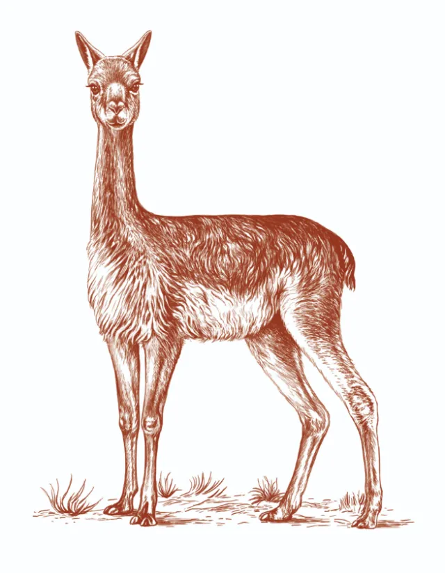 Detailed pencil drawing of a vicuna by Lauren Mortimer Pencils