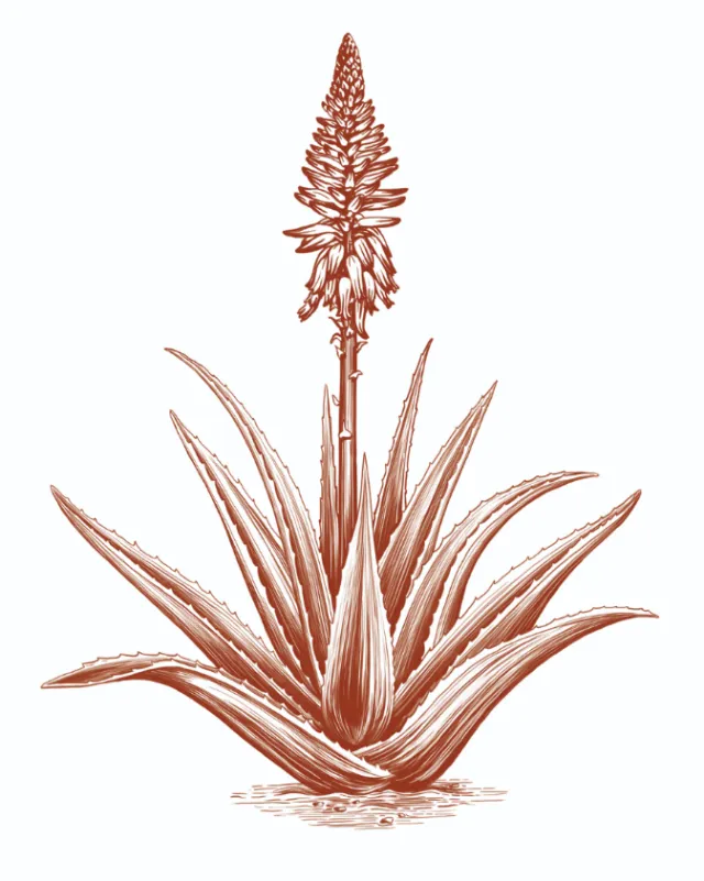 Detailed aloe vera plant drawing by Lauren Mortimer Pencils