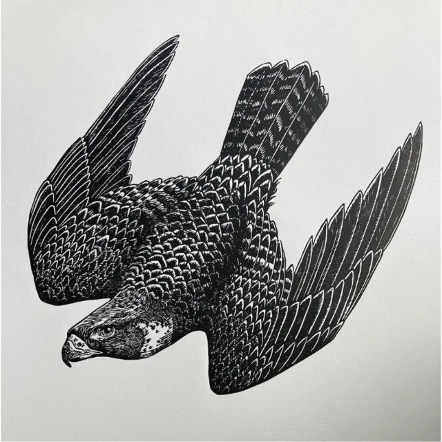 Lino print of peregrine falcon diving by Emily Robertson