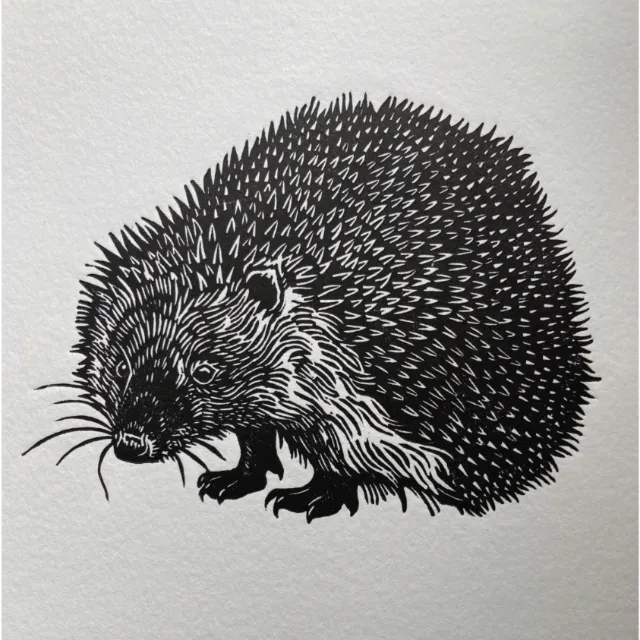 Black and white lino cut of a hedgehog by Emily Robertson