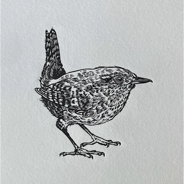 Black and white lino cut illustration of a wren bird by Emily Robertson