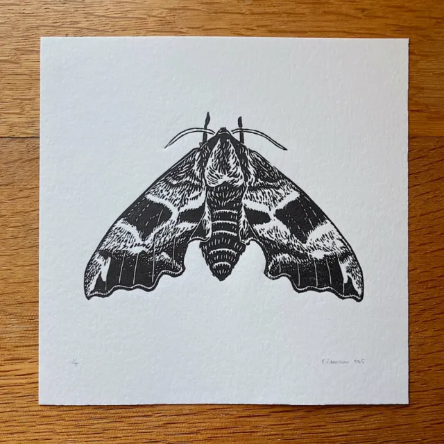 Black and white linocut print of a lime hawk moth by Emily Robertson