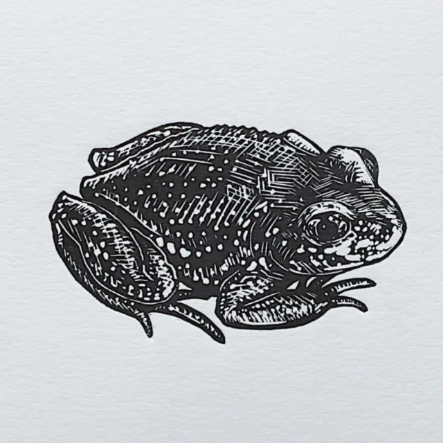 Black and white lino cut print of a toad by Emily Robertson