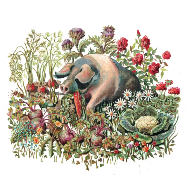 Saddleback pig among garden vegetables and flowers by Liam O'Farrell