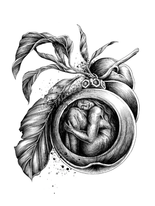 Fetus curled up inside a detailed botanical fruit drawing by Miosis