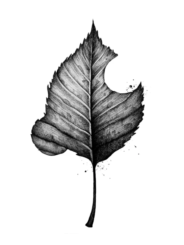 Black and white detailed leaf with textured shading by Miosis