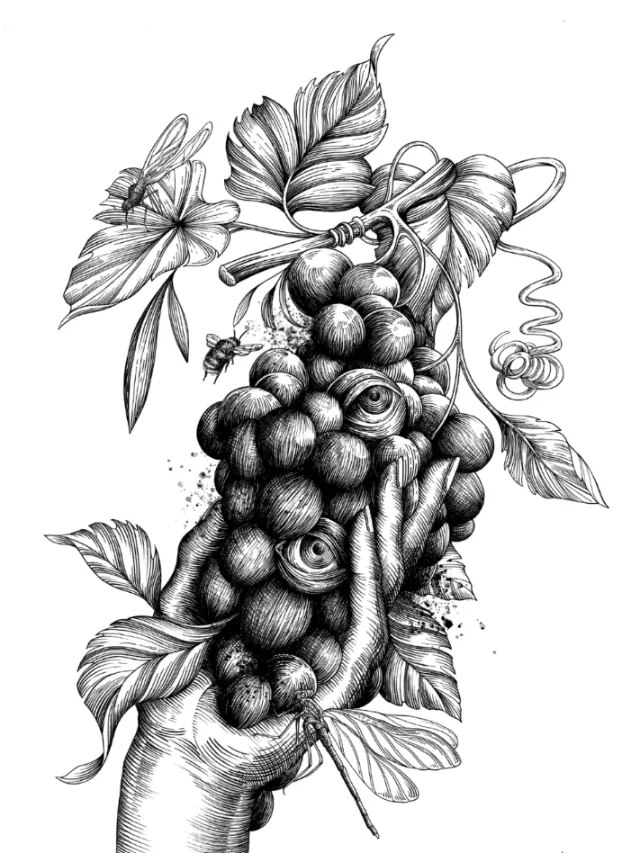 Detailed black and white drawing of hand holding grapes by Miosis