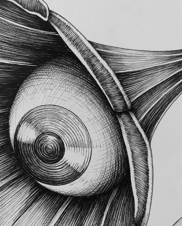 Black and white detailed illustration of a spiral shell by Miosis
