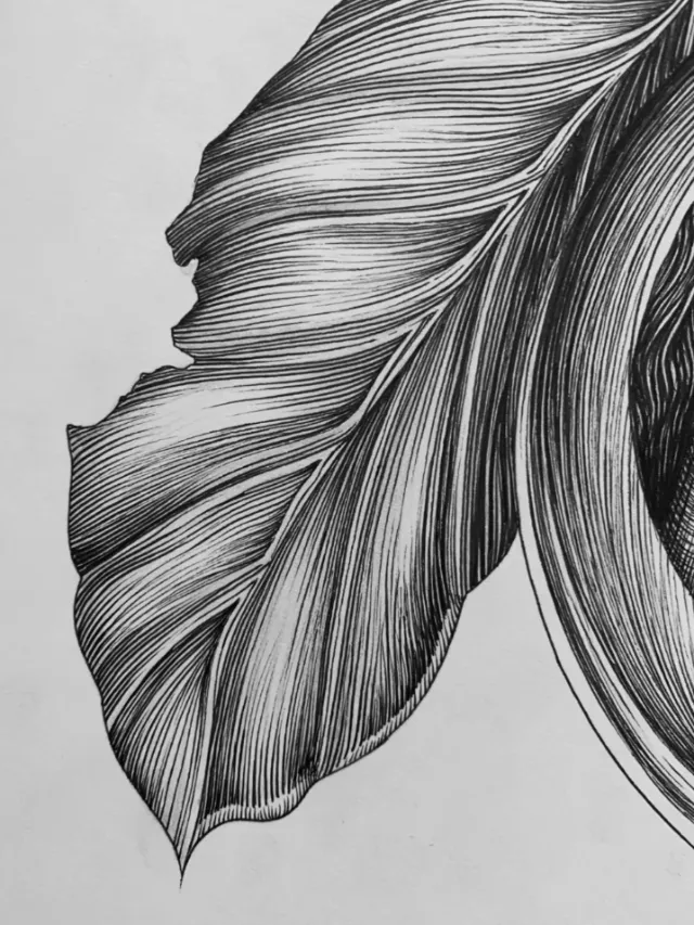 Close-up black and white leaf drawing by Miosis