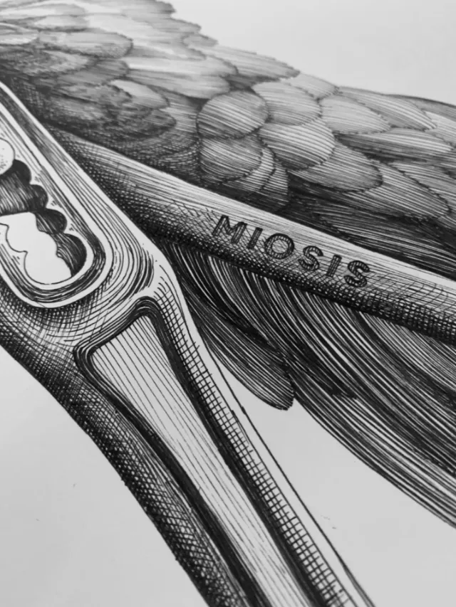 Detailed close-up bird wing drawing by artist Miosis