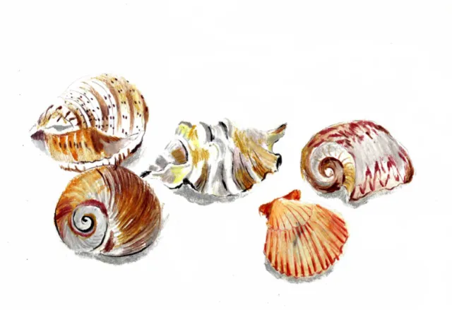 Watercolor of five seashells on white background by May van Millingen