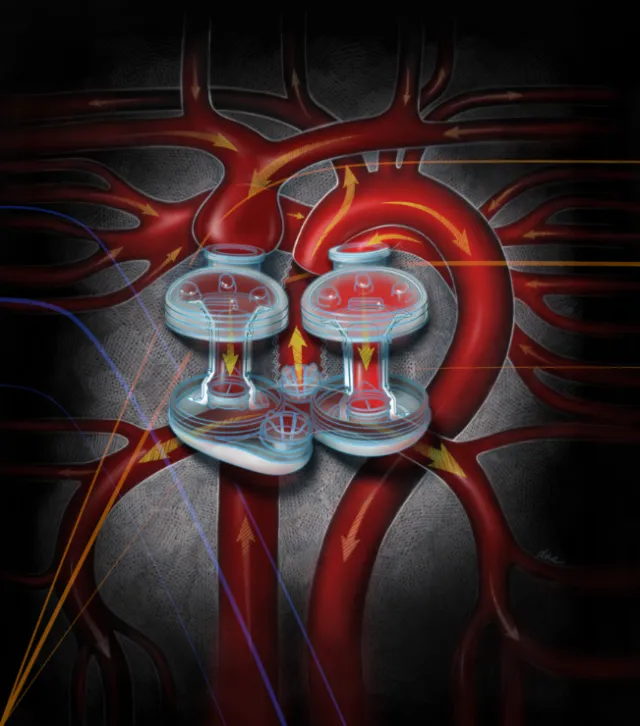 Medical illustration of human kidneys showing blood flow and filtration by Alex Webber