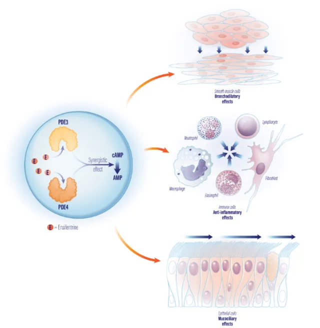 Cell signaling pathways showing immune and epithelial cell responses by Alex Webber