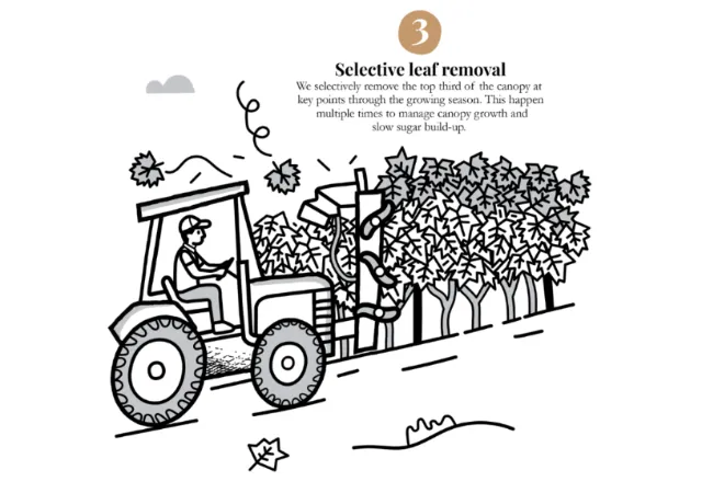 Black and white drawing of tractor spraying crops with driver by Greg Straight