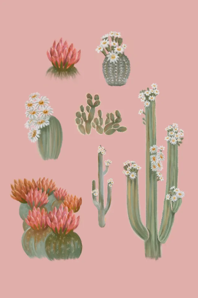 Illustration of different flowering cacti on pink background by Debora Islas