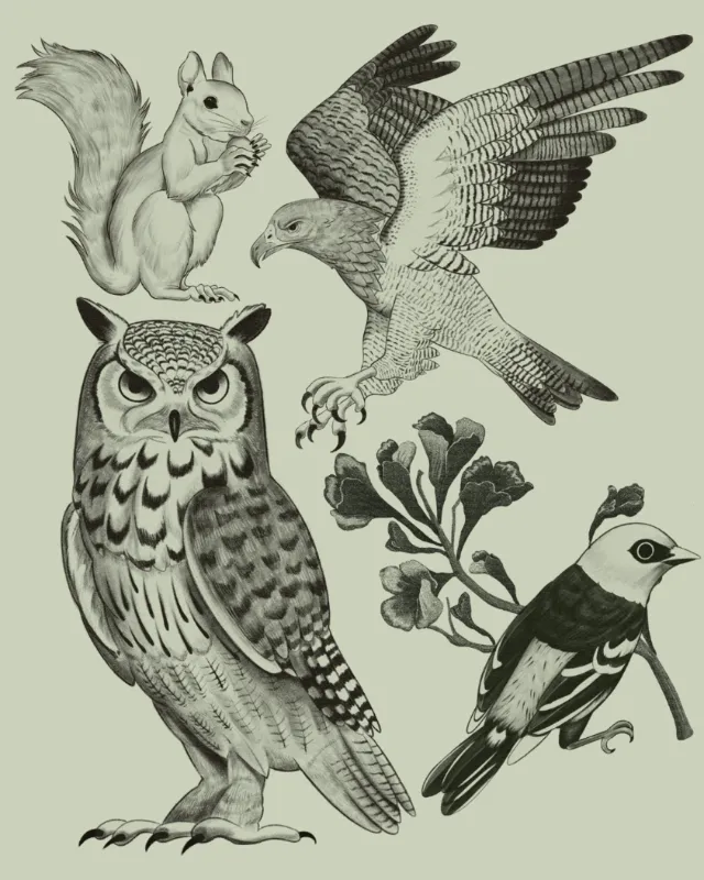 Detailed black and white drawing of owl, squirrel, hawk, and bird by German Gonzalez
