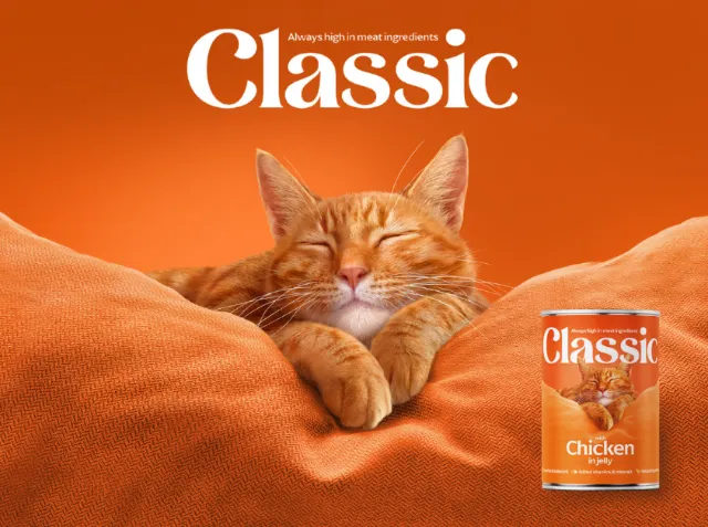 Ginger cat resting on orange pillows next to Classic cat food can by Andrew Beckett