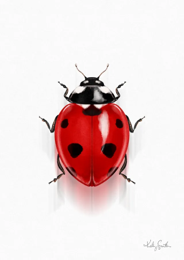 Illustration of a red ladybird beetle with black spots by Kelly Smith