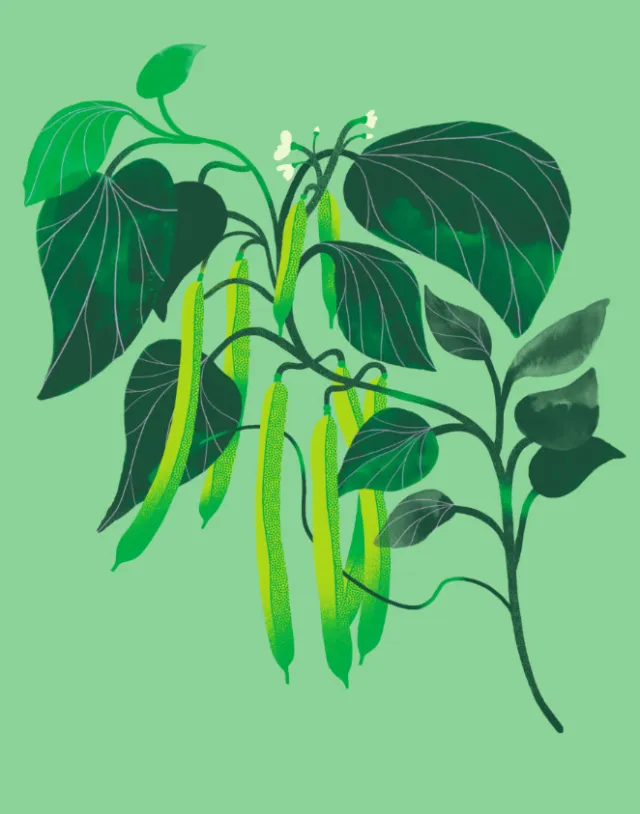 Green bean plant illustration with leaves and pods by Gina Rosas Moncada
