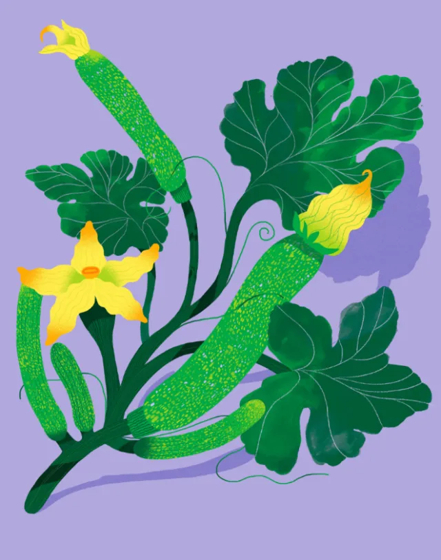 Zucchini plant with green stems and yellow flowers by Gina Rosas Moncada