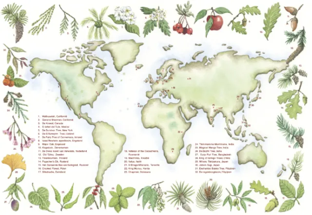 Map of old trees worldwide with leaves and fruits by Marieke Nelissen
