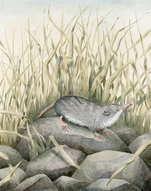 Shrew on rocks for L.S