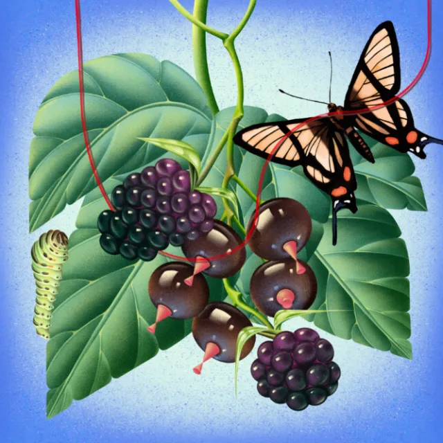 Botanical illustration by Wenjing Yang with butterflies, berries, red fruit, leaves, and a caterpill