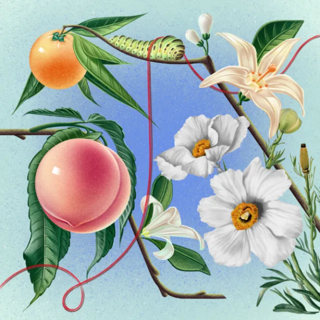 Botanical illustration by Wenjing Yang showing fruit, flowers, leaves, and a striped caterpillar.