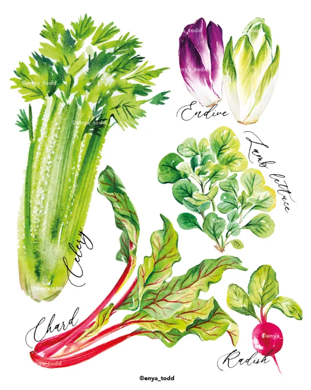 Botanical watercolor of celery, endive, chard, and beet by Enya Todd.
