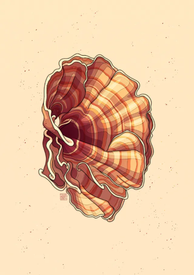 Illustrated spiral seashell in warm colors by Tavo Montanez