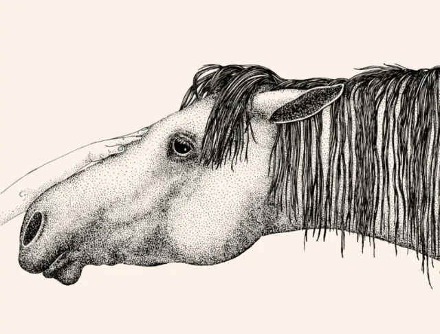 Horse head illustration by Angela Salerno