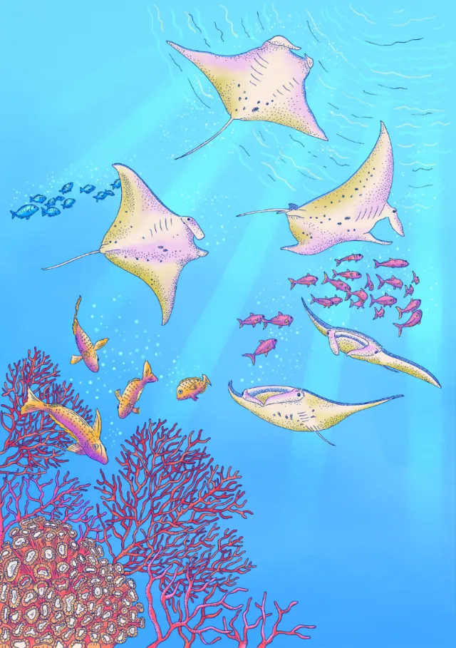 Angela Salerno illustration of rays, fish, and coral underwater