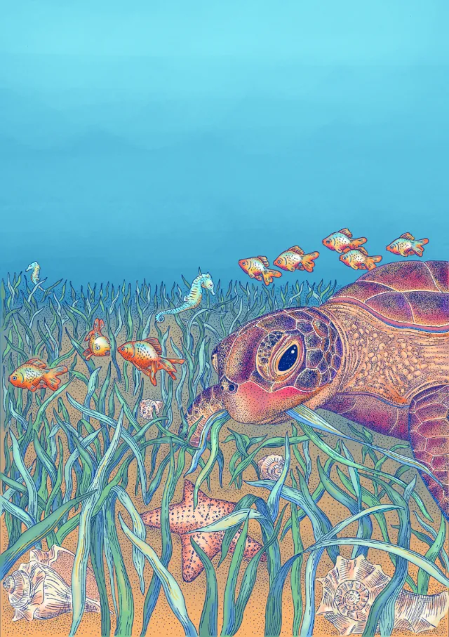 Angela Salerno illustration of a sea turtle swimming through seagrass with colorful fish