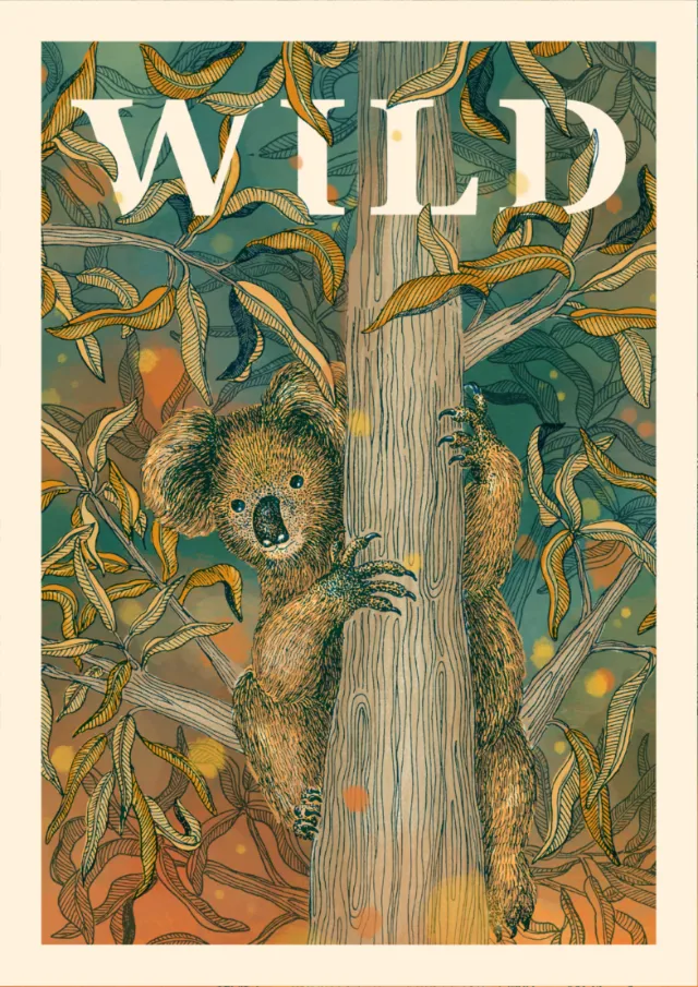 Illustration by Angela Salerno featuring a koala in eucalyptus trees