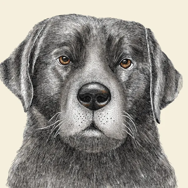 Realistic dog portrait illustrated by Angela Salerno