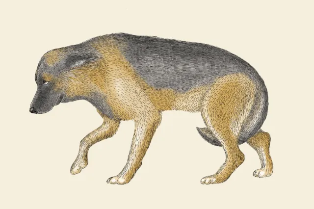 Illustration by Angela Salerno of a dog walking