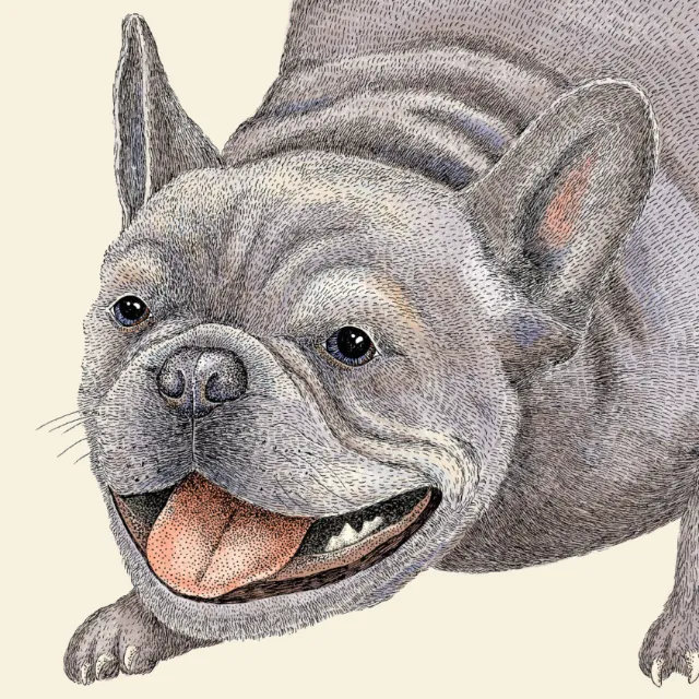 Angela Salerno illustration of a happy French bulldog